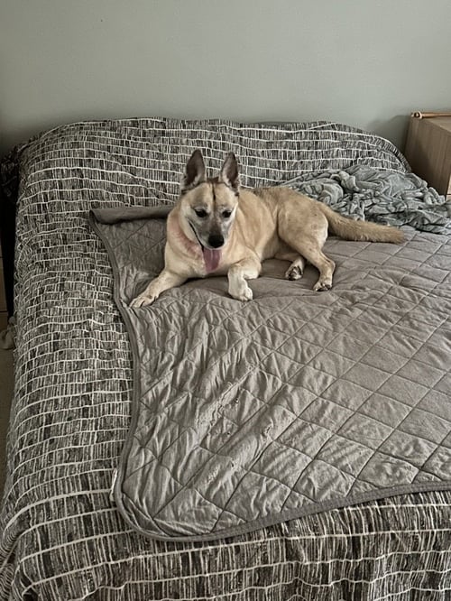 DAKOTA - Shepherd available for adoption