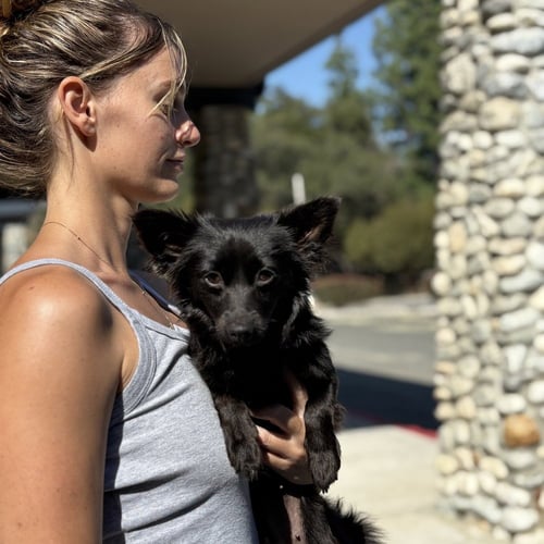 BEVERLY - Chihuahua available for adoption