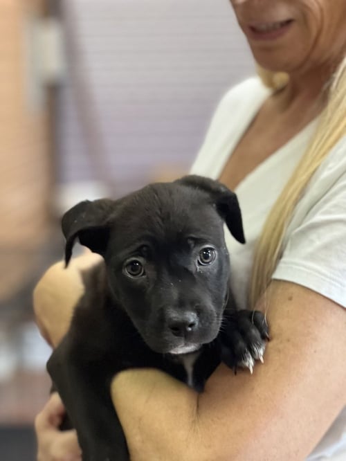 ARIEL - Labrador Retriever / Terrier available for adoption
