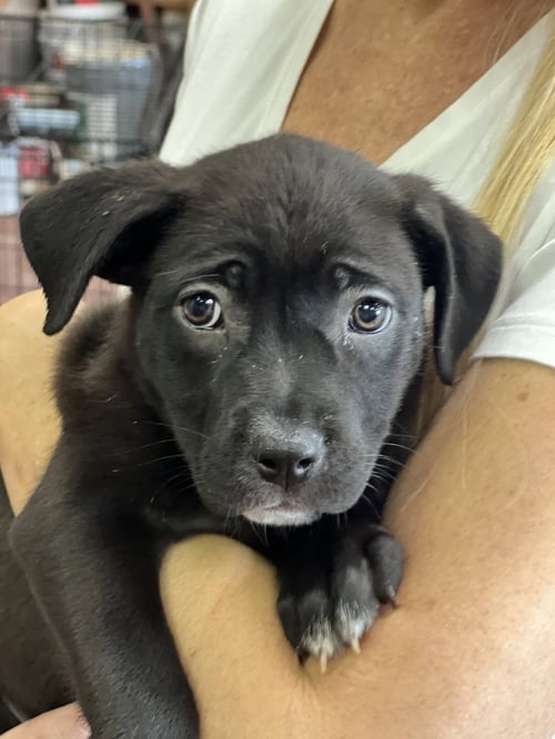 ARIEL - Labrador Retriever / Terrier available for adoption