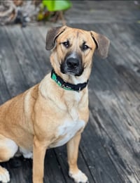 Rex - Photo 3