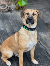 Rex - Photo 1