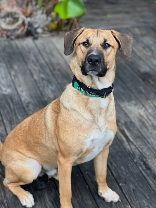 REX - Labrador Retriever / German Shepherd Dog available for adoption