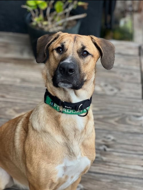 REX - Labrador Retriever / German Shepherd Dog available for adoption