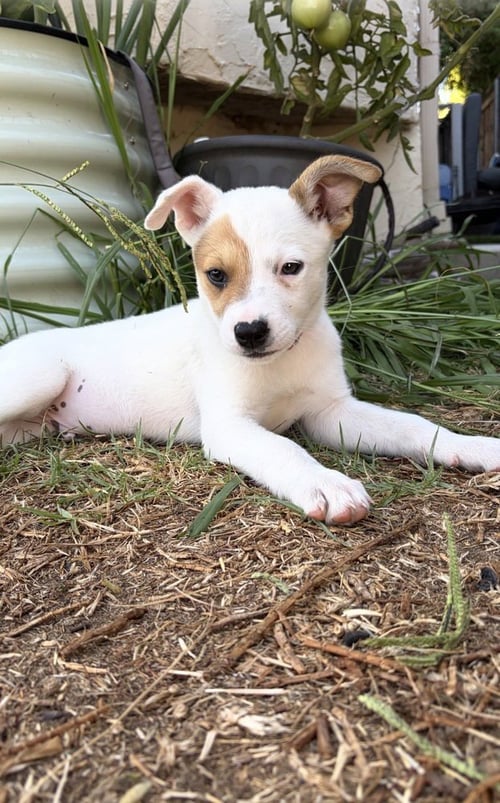 KEVIN - Cattle Dog / Shepherd available for adoption