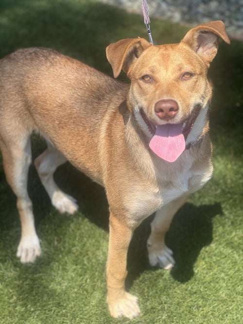 HAZEL - Shepherd / Carolina Dog available for adoption