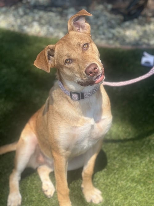 HAZEL - Shepherd / Carolina Dog available for adoption