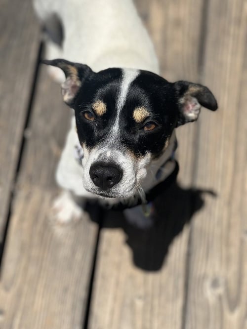 MARCO - Jack Russell Terrier available for adoption