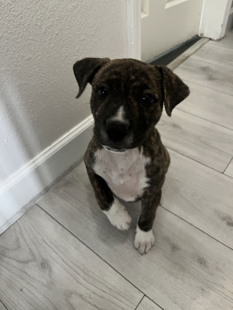 EDISON - Boxer available for adoption