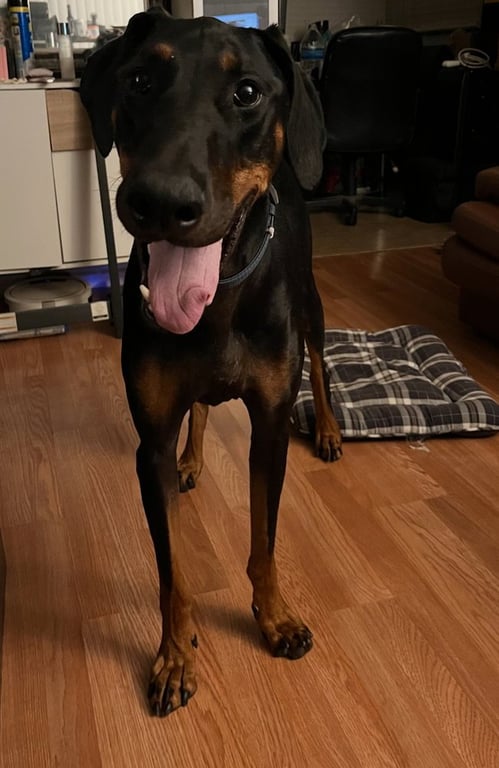 Zeke Image