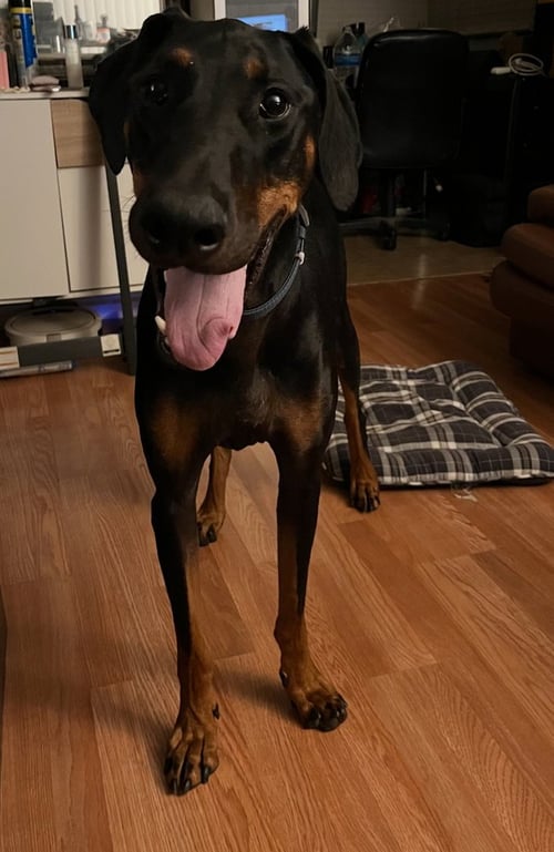 ZEKE - Doberman Pinscher available for adoption