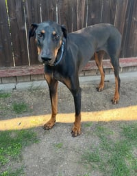 Zeke - Photo 2