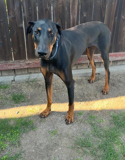 ZEKE - Doberman Pinscher available for adoption