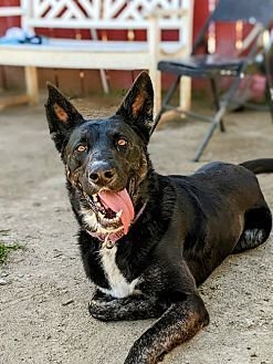 LUNA - Shepherd available for adoption