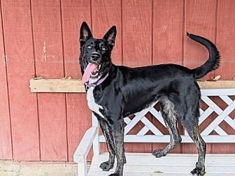LUNA - Shepherd available for adoption