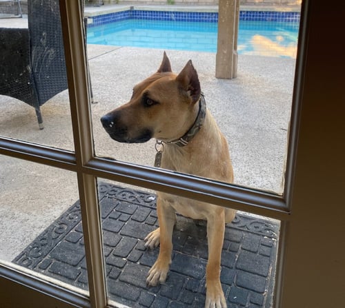 LOLA - American Staffordshire Terrier available for adoption