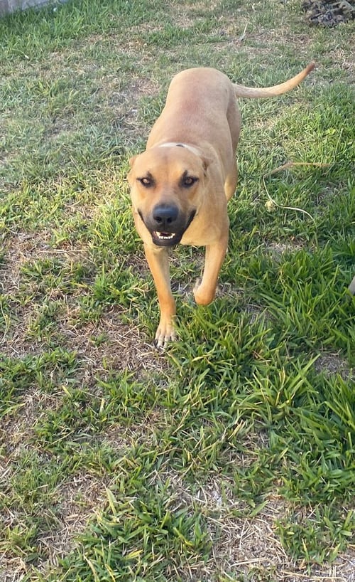 LOLA - American Staffordshire Terrier available for adoption