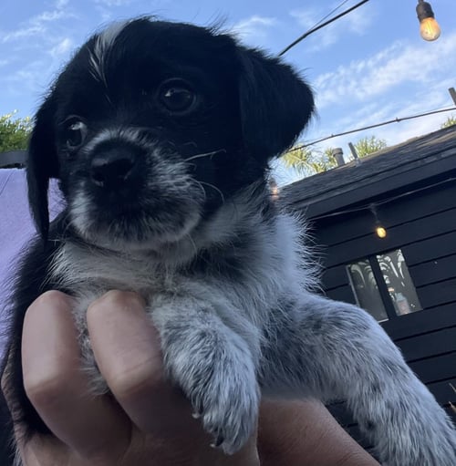 ROOK - Terrier available for adoption