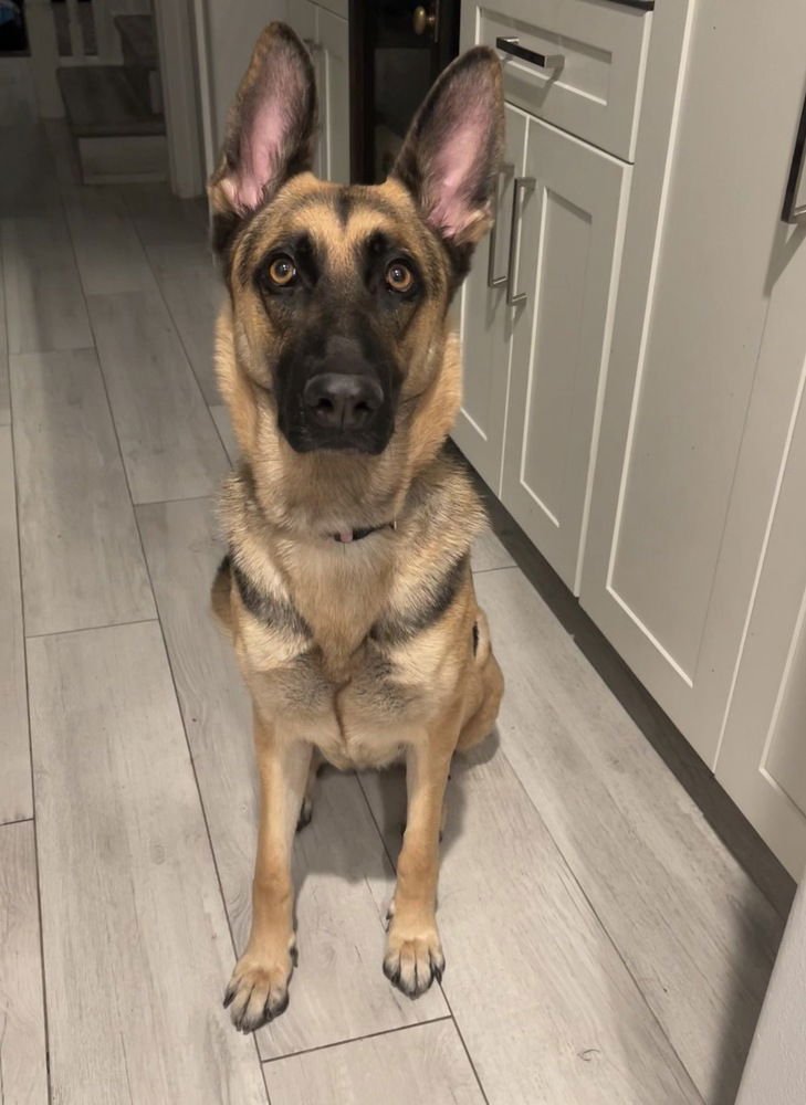 KODA - German Shepherd Dog available for adoption