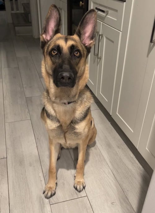 KODA - German Shepherd Dog available for adoption