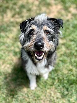 HANS - Bearded Collie / Terrier available for adoption