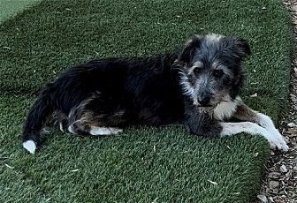 HANS - Bearded Collie / Terrier available for adoption