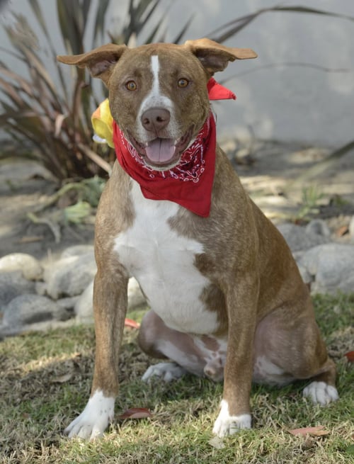 APACHE - Labrador Retriever / American Staffordshire Terrier available for adoption
