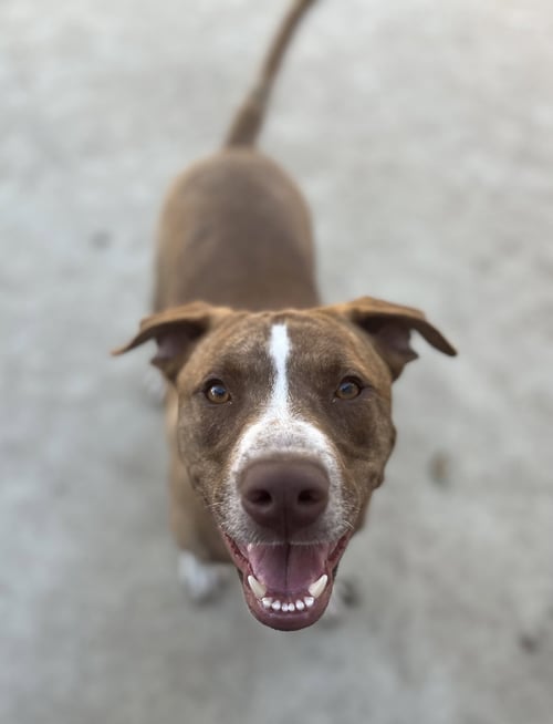 APACHE - Labrador Retriever / American Staffordshire Terrier available for adoption