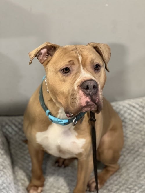 FRANKLIN - American Staffordshire Terrier available for adoption