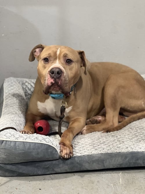FRANKLIN - American Staffordshire Terrier available for adoption