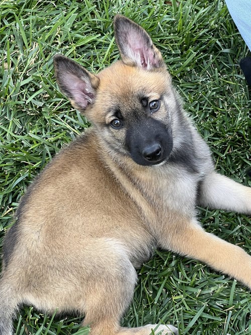 PUMPKIN - German Shepherd Dog available for adoption