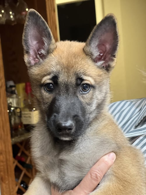 PUMPKIN - German Shepherd Dog available for adoption