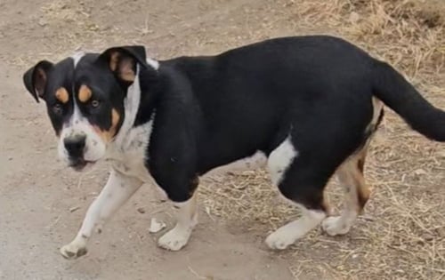 MAXIMUS - Bulldog / Beagle available for adoption
