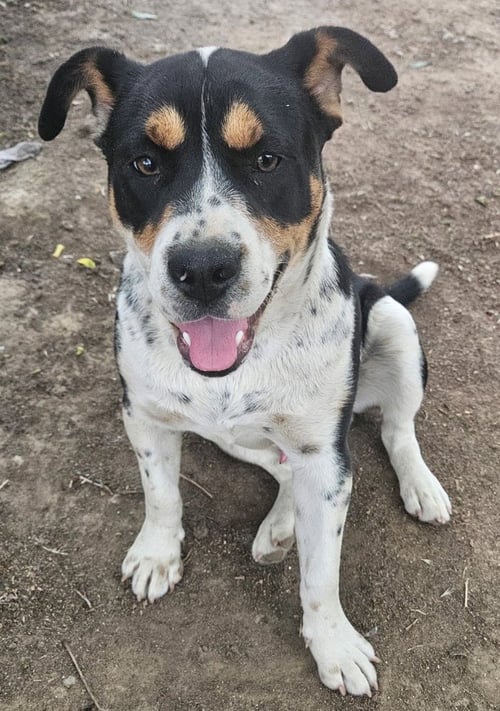 MAXIMUS - Bulldog / Beagle available for adoption