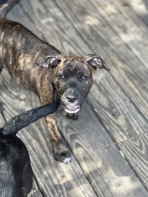 MAPLE - Boxer / Terrier available for adoption
