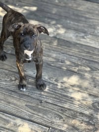 Maple - Photo 3