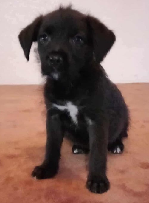 LUNA - Labrador Retriever / Terrier available for adoption