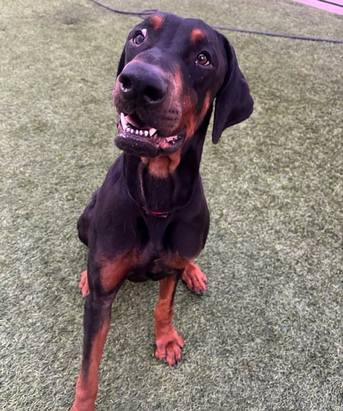 TITUS - Doberman Pinscher available for adoption