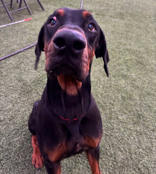 TITUS - Doberman Pinscher available for adoption