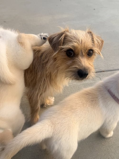 CLIO - Terrier available for adoption
