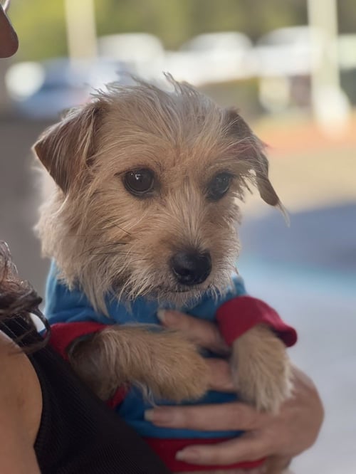 CLIO - Terrier available for adoption