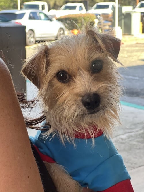 CLIO - Terrier available for adoption