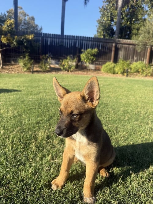 KOOPER - Australian Cattle Dog/Blue Heeler / German Shepherd Dog available for adoption