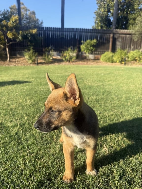 Kooper Image