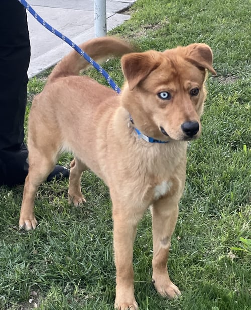 SAM - Husky available for adoption