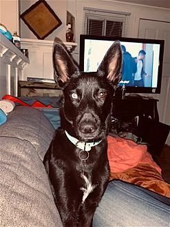 AUTUMN - German Shepherd Dog / Husky available for adoption
