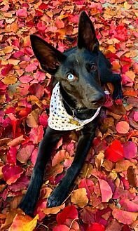AUTUMN - German Shepherd Dog / Husky available for adoption