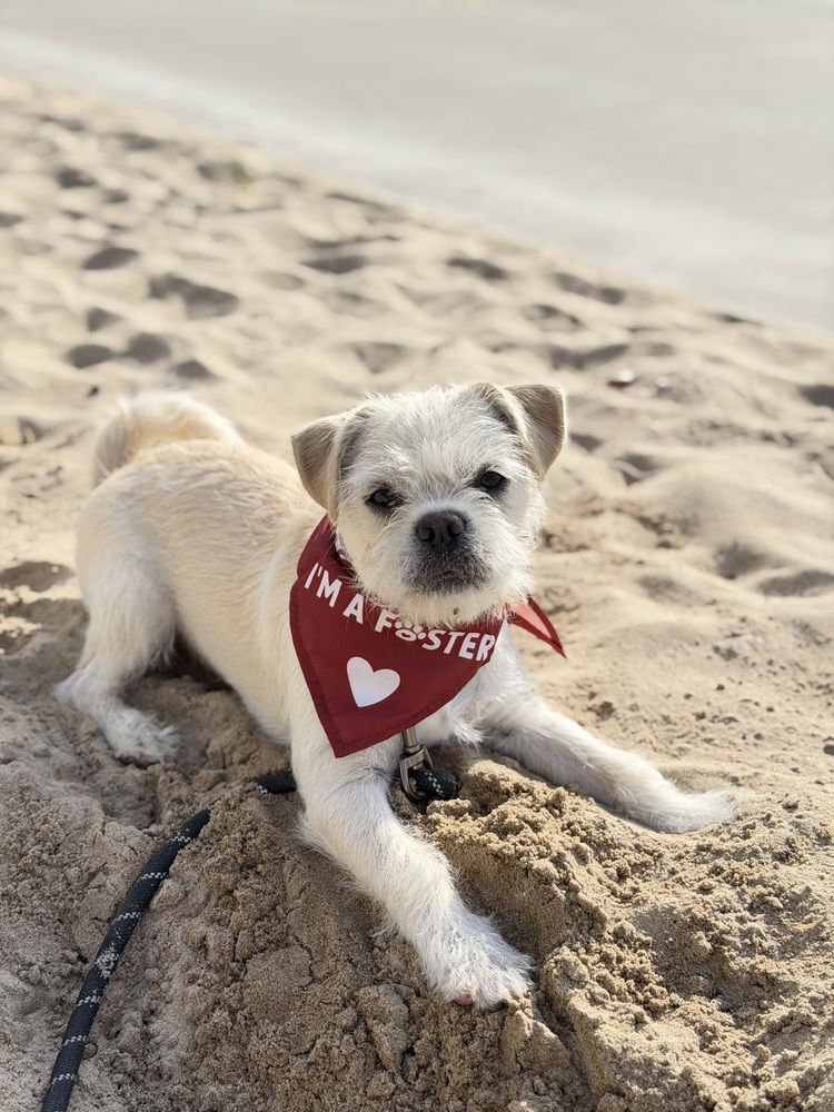 BUSTER - Pug / Terrier available for adoption