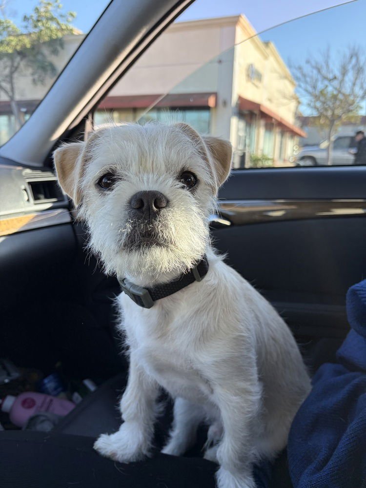 BUSTER - Pug / Terrier available for adoption