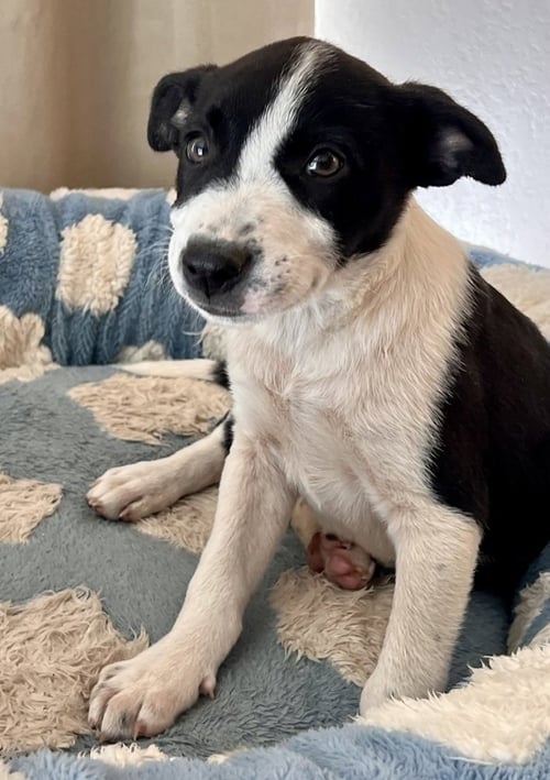BANDIT - Terrier available for adoption